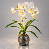 Phalaenopsis Orchid Desk Lamp