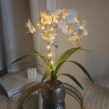Phalaenopsis Orchid Desk Lamp