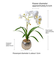 Phalaenopsis Orchid Desk Lamp